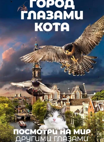 Город глазами кота