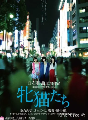 Кошачий рассвет