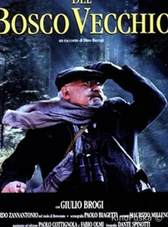 Тайна старого леса