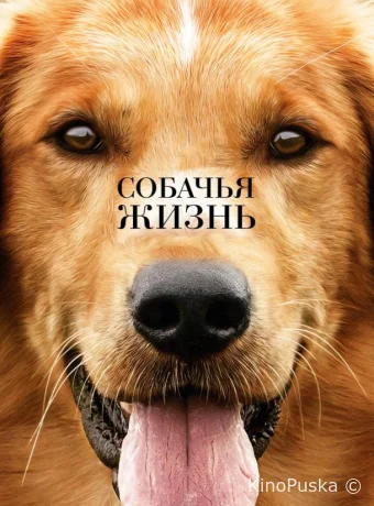 Собачья жизнь